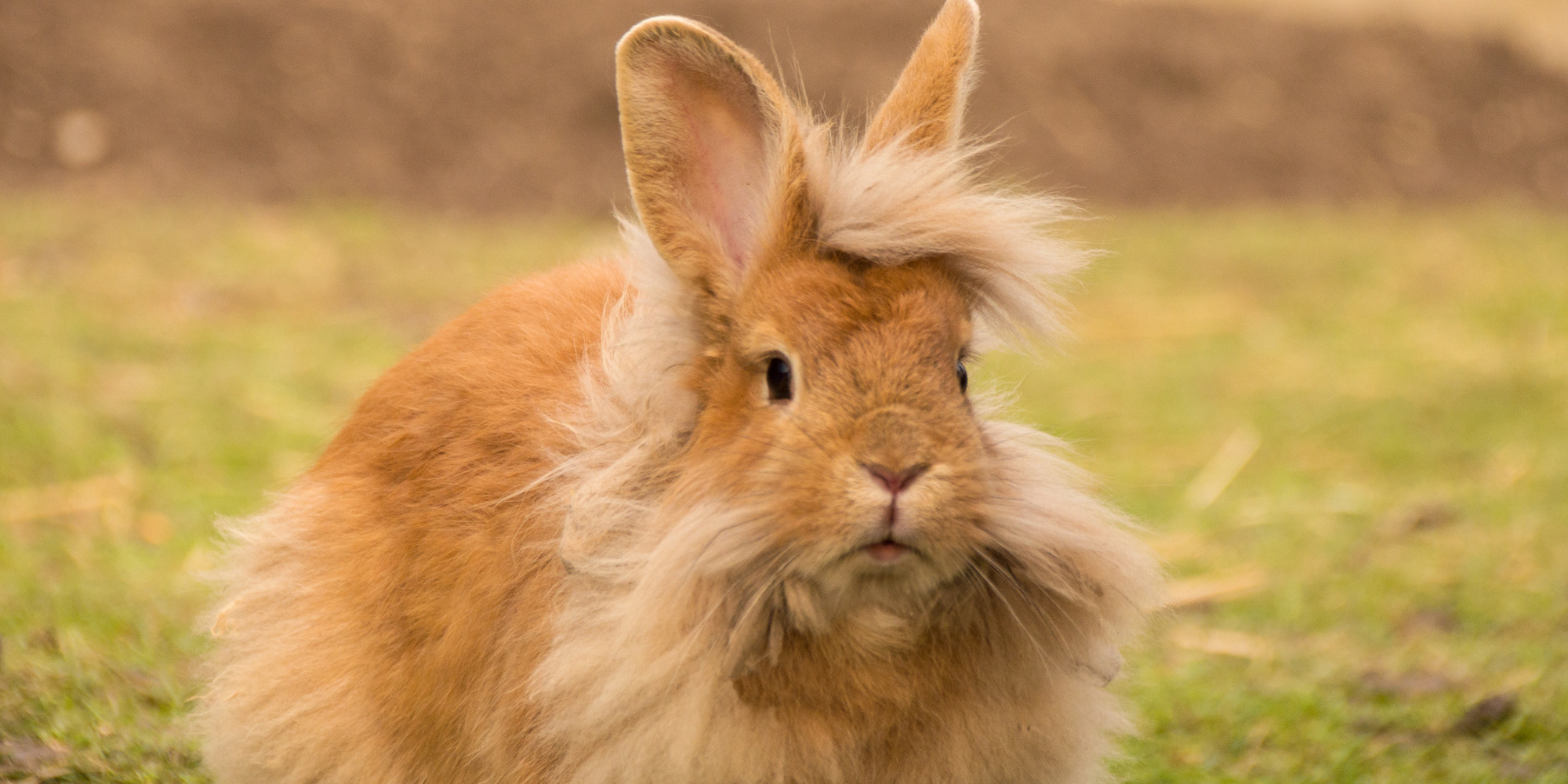 Tierische Fasern - Handwebmuseum Rupperath